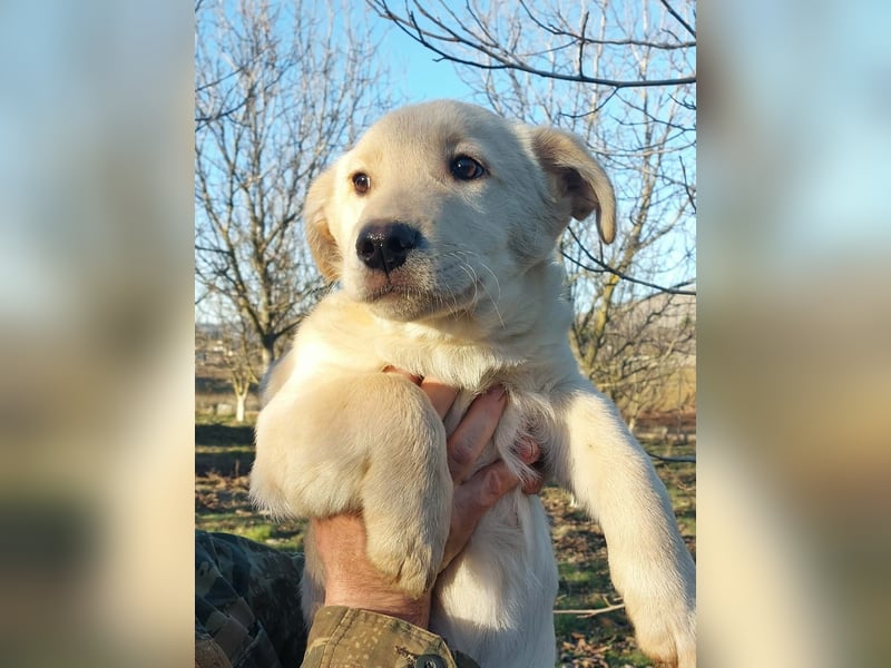 Ralph ist ein echter Schatz!