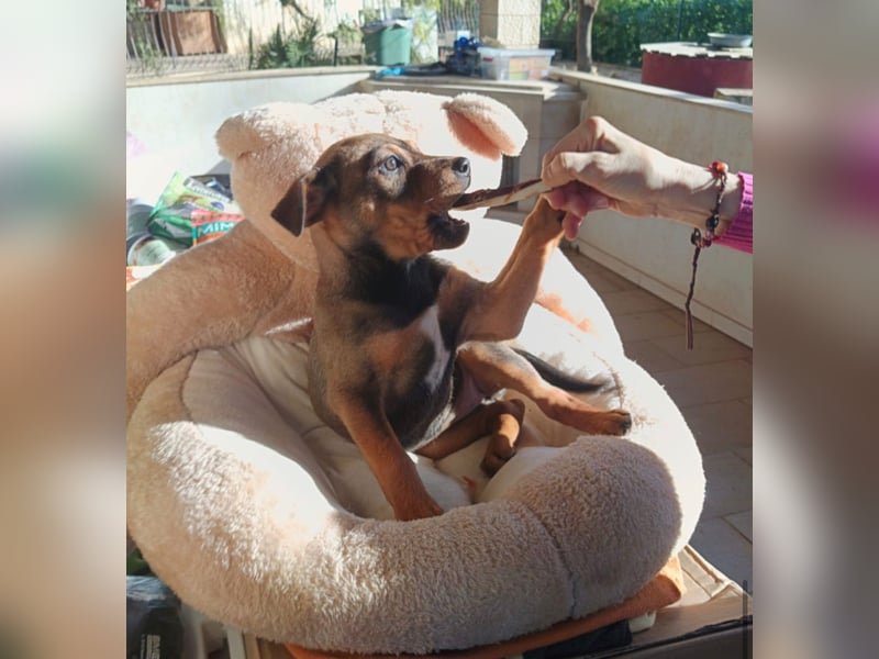 Gaia – ein Hundekind zum Verlieben