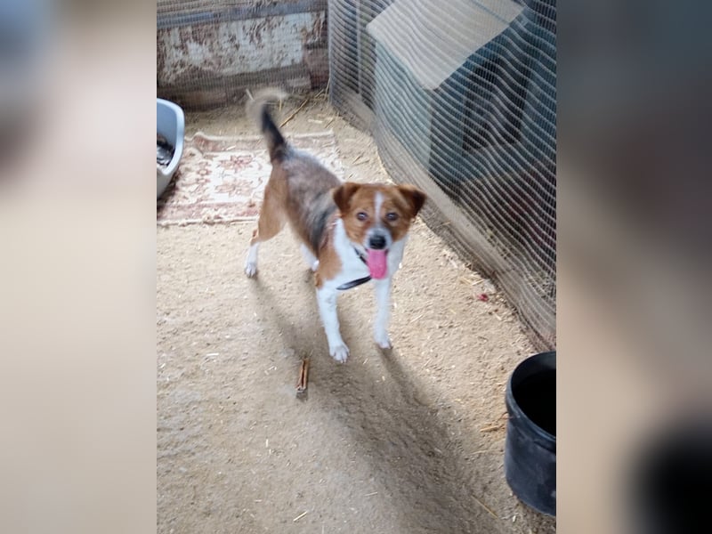 Mirko wünscht sich ein aktives Zuhause