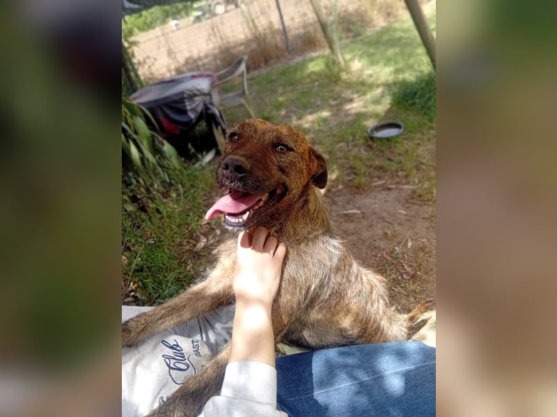 Lucky – verschmuster Herzenshund sucht endlich seine Menschen