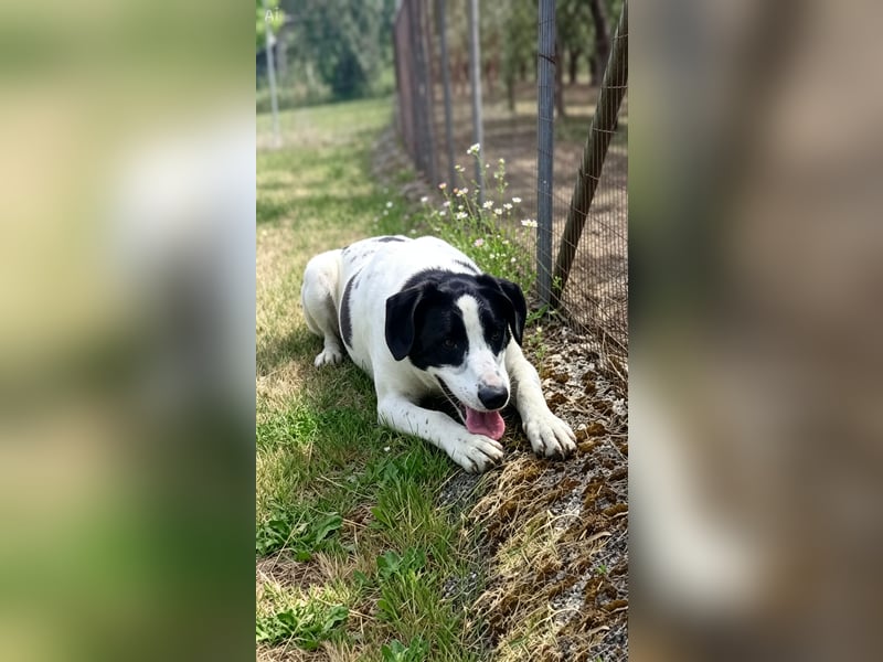 Nana, die treue Seele, sucht endlich ein Zuhause