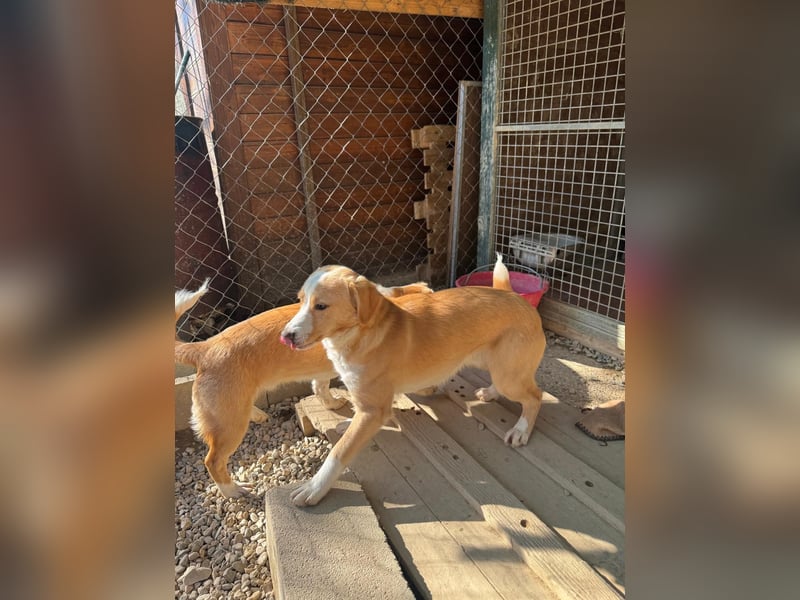 Lion – kleiner Abenteurer sucht liebevolles Zuhause