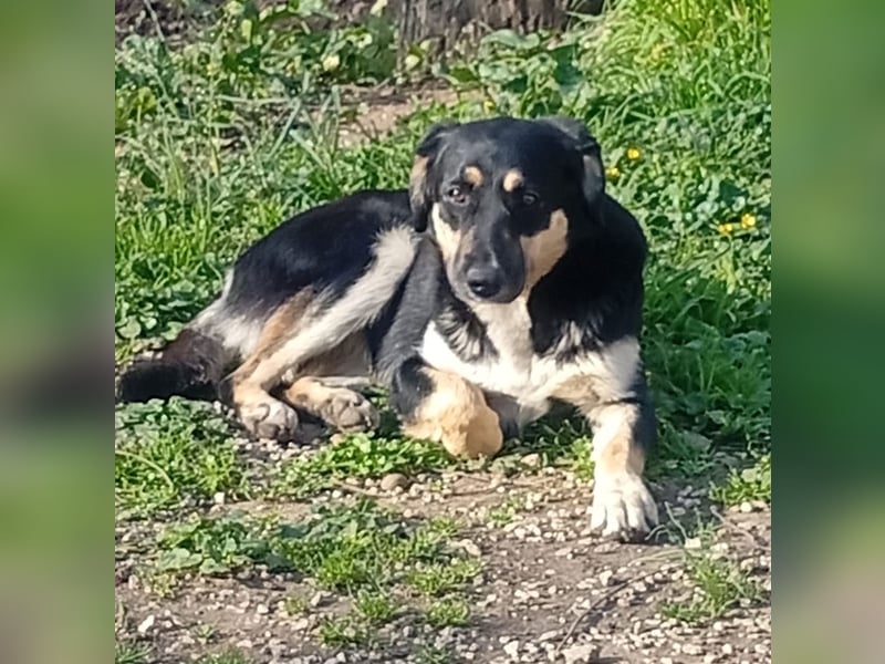Lucy – die schüchterne Herzenshündin sucht Menschen, die ihr Zeit zum Vertrauen schenken