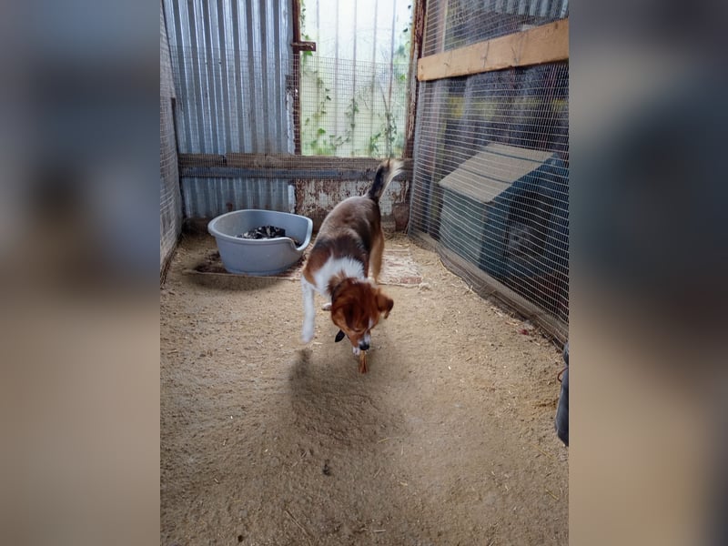 Mirko wünscht sich ein aktives Zuhause