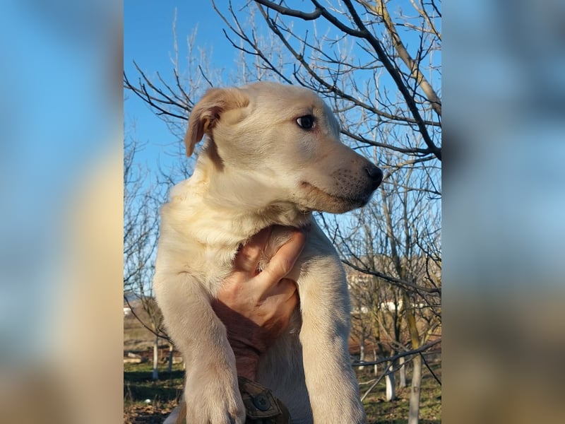 Ralph ist ein echter Schatz!