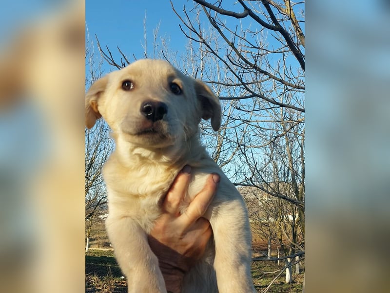 Ralph ist ein echter Schatz!