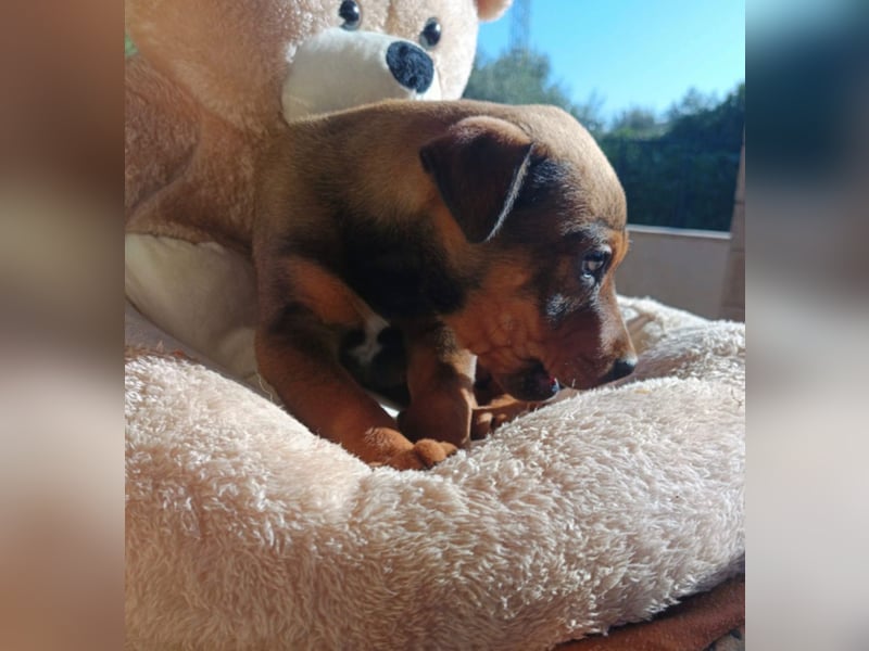 Gaia – ein Hundekind zum Verlieben