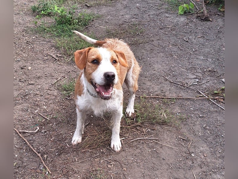 Terrier-Mix Max, ein junger, aktiver Bursche, auf der Suche nach seinen Lieblingsmenschen