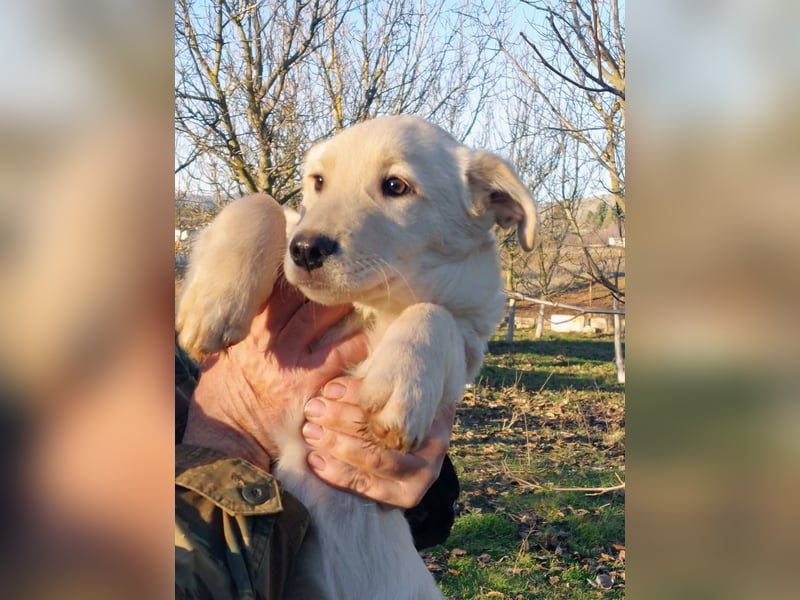 Ralph ist ein echter Schatz!