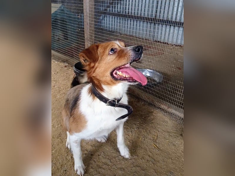 Mirko wünscht sich ein aktives Zuhause