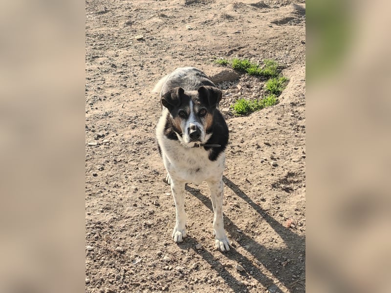 Leo – 10-jähriger Herzenshund sucht ein liebevolles Zuhause für seinen Lebensabend