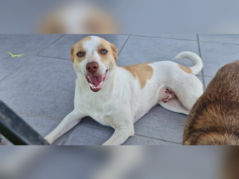 Jeimson sucht Liebe und Geborgenheit!