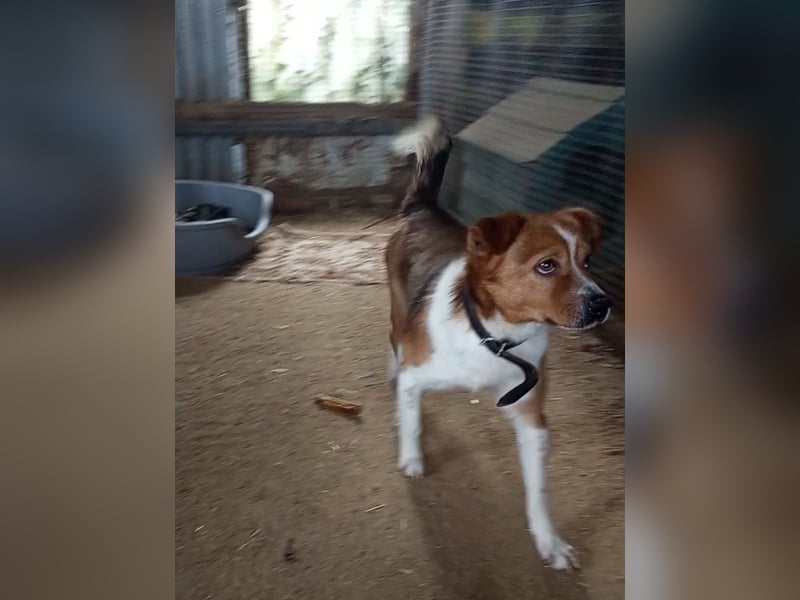 Mirko wünscht sich ein aktives Zuhause