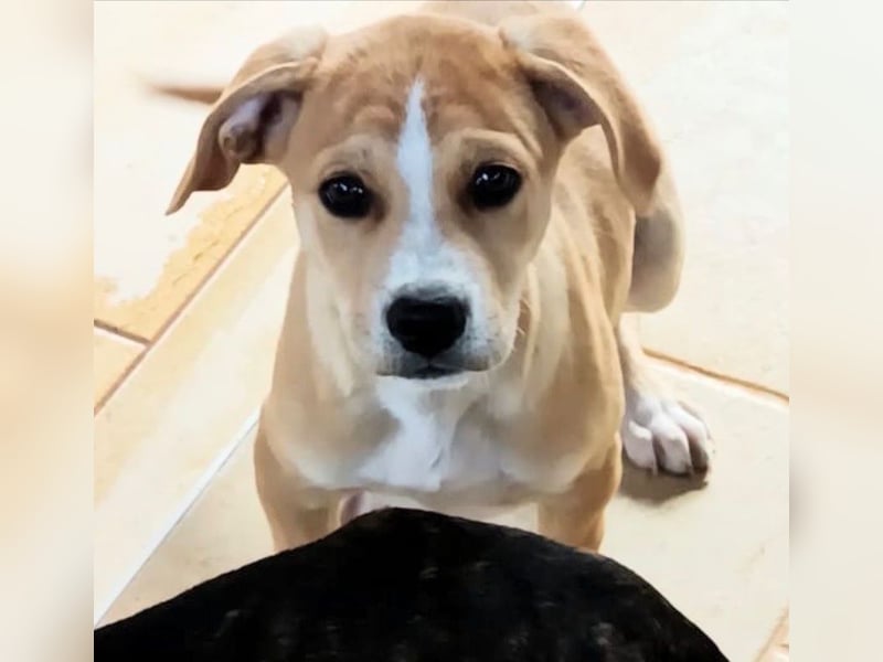 Prima – ein kleines Frühlingswunder sucht sein Zuhause