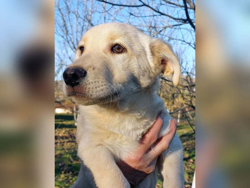 Ralph ist ein echter Schatz!