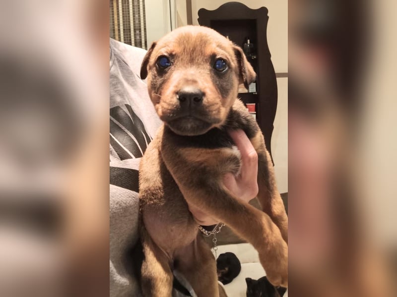 MARTA - Ein Welpenmädchen, das gerne teilt :)