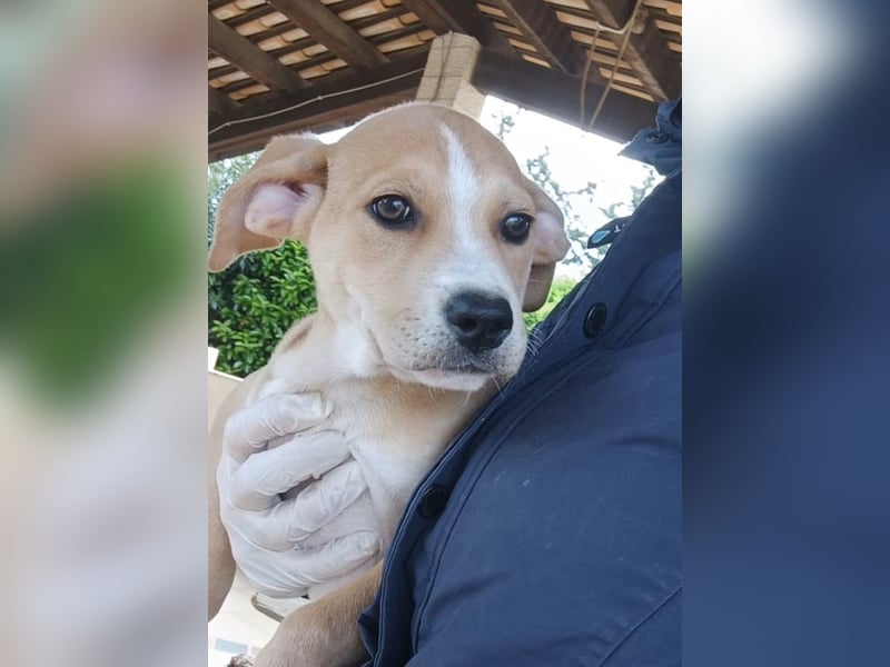 Prima – ein kleines Frühlingswunder sucht sein Zuhause