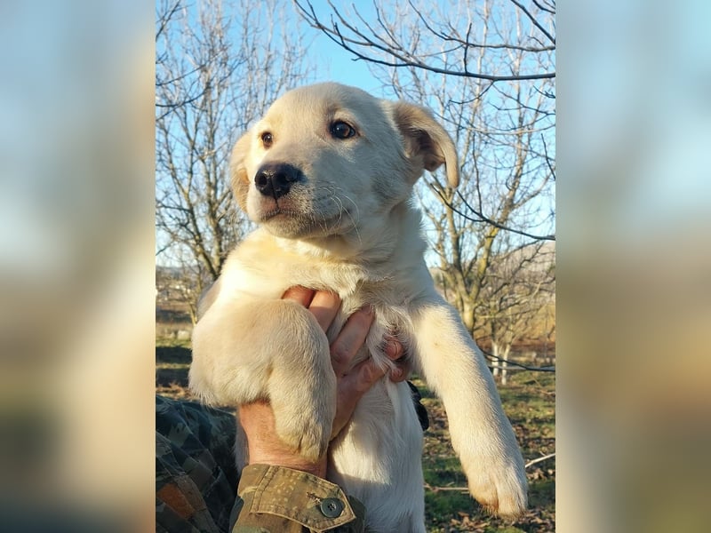 Ralph ist ein echter Schatz!