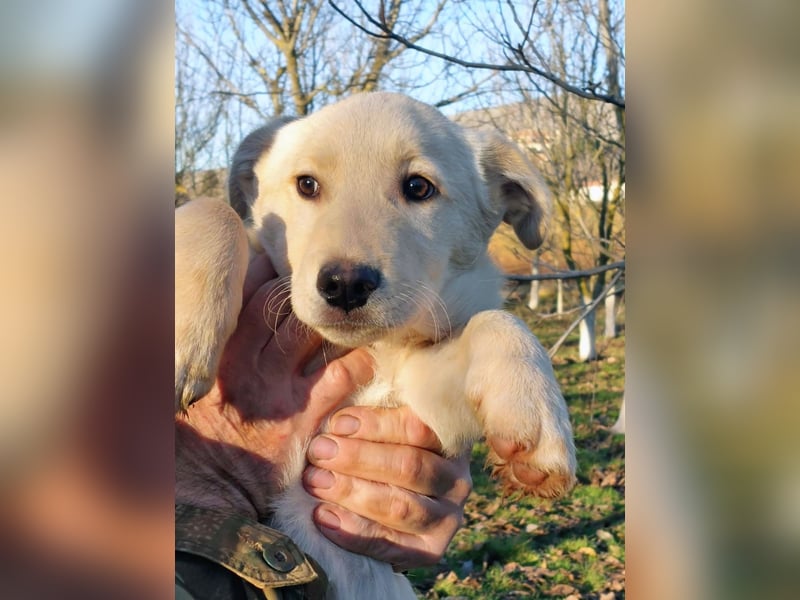 Ralph ist ein echter Schatz!