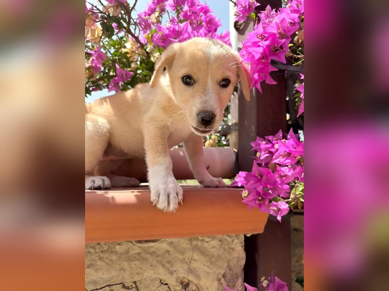 Dora – kleine Pfötchen, großes Glück sucht ihr Zuhause