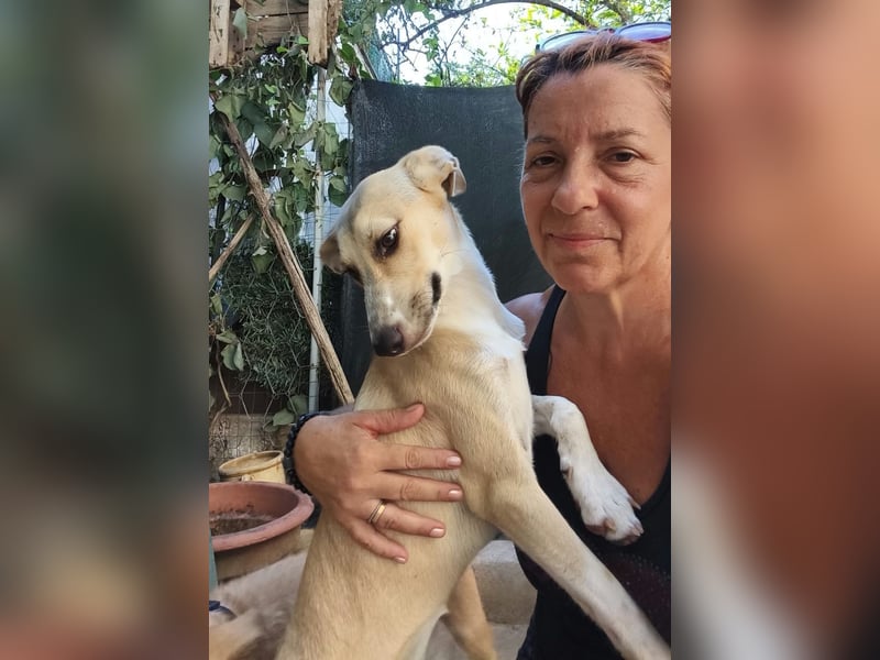 Mela, die fröhliche Junghündin ist noch auf der Suche nach ihrem Zuhause