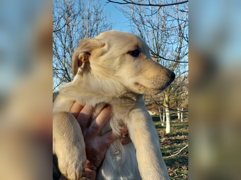 Ralph ist ein echter Schatz!