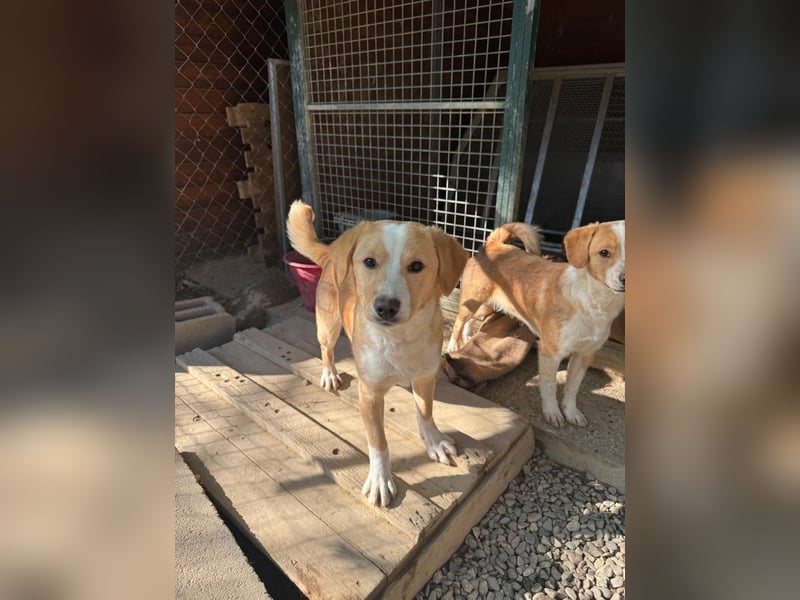 Lion – kleiner Abenteurer sucht liebevolles Zuhause