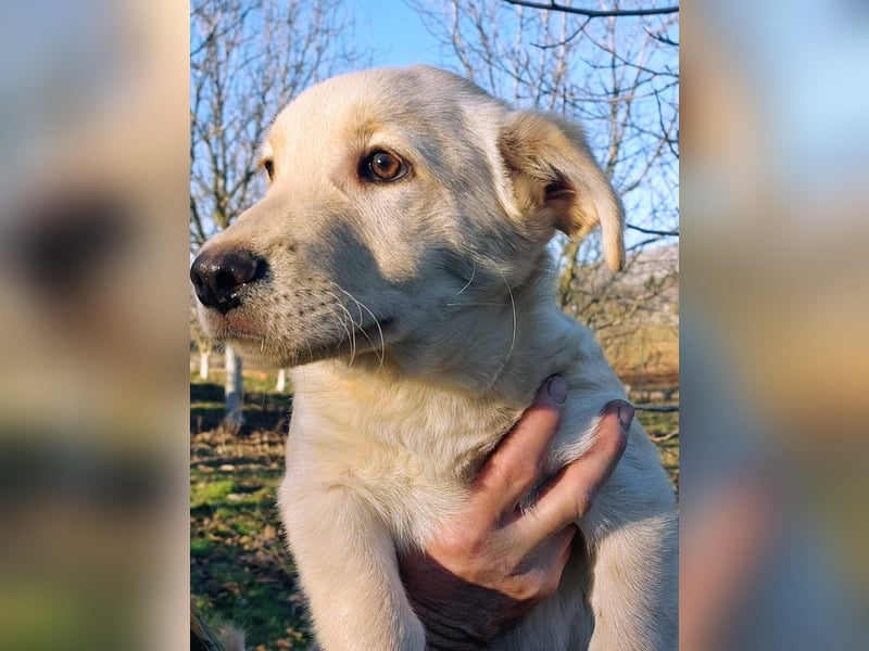 Ralph ist ein echter Schatz!