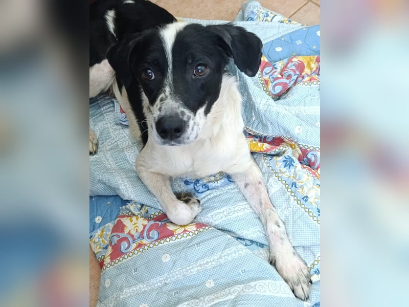 Peter – ein kleiner Kämpfer mit ganz großem Herzen sucht seine Familie