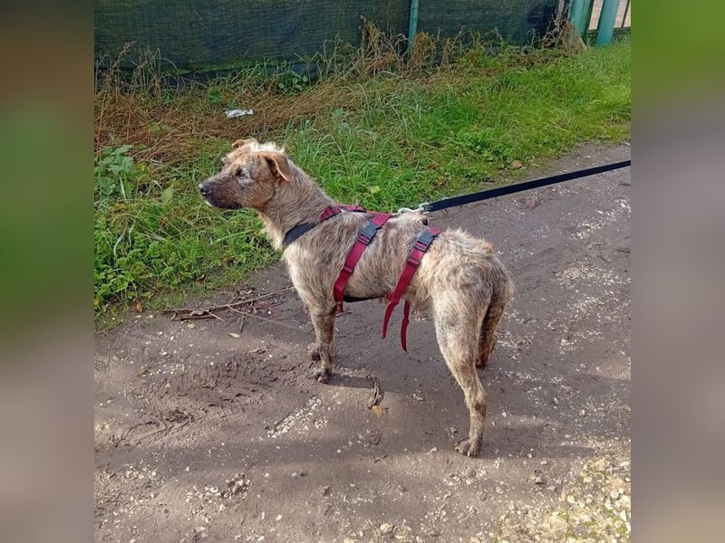 Lucky – verschmuster Herzenshund sucht endlich seine Menschen
