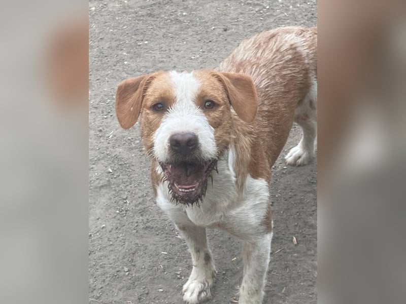 Terrier-Mix Max, ein junger, aktiver Bursche, auf der Suche nach seinen Lieblingsmenschen