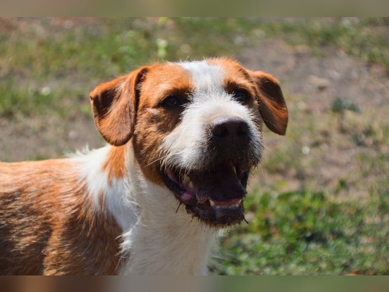 Terrier-Mix Max, ein junger, aktiver Bursche, auf der Suche nach seinen Lieblingsmenschen