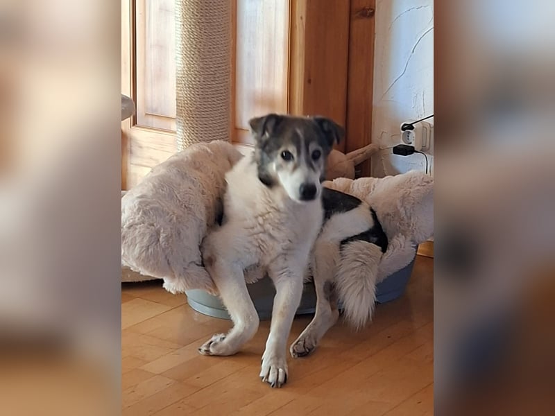 Hulk – älterer, ruhiger Herzenshund sucht sein Für-immer-Zuhause - auf Pflegestelle in 84323 Massing