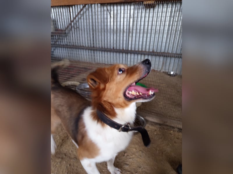 Mirko wünscht sich ein aktives Zuhause