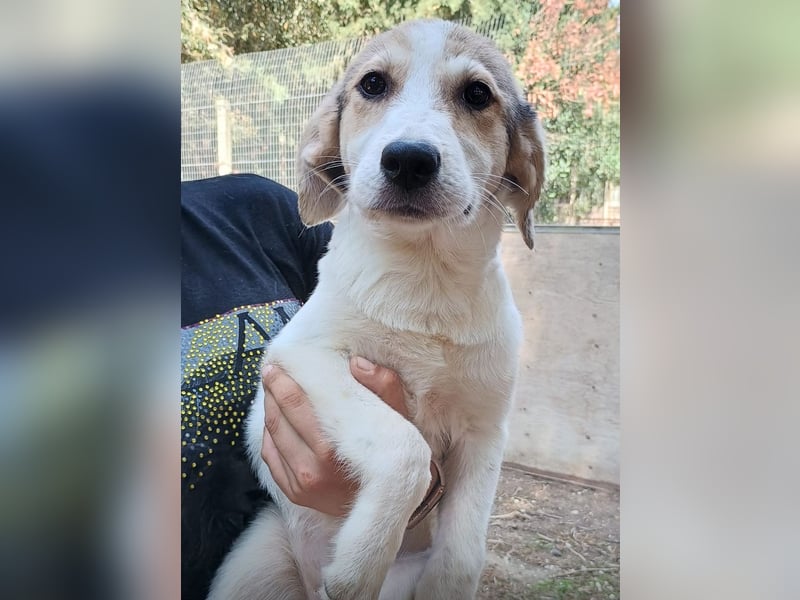 ASIA – Die aufgeschlossene Sonnenscheinhündin wünscht sich liebe Menschen