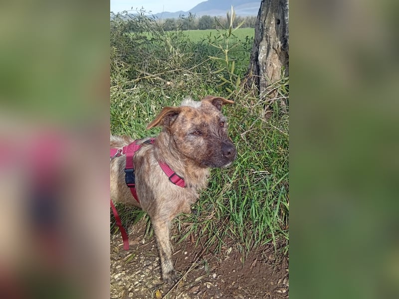 Lucky – verschmuster Herzenshund sucht endlich seine Menschen