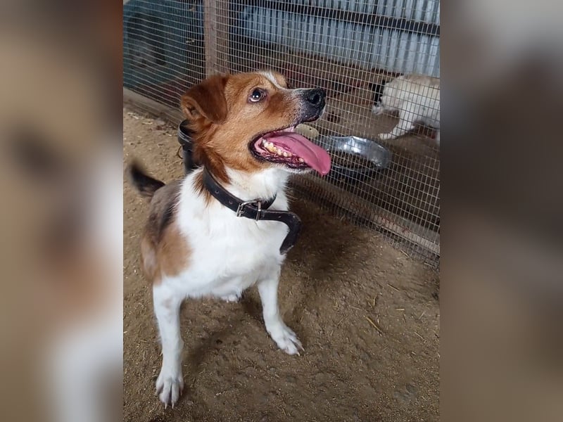 Mirko wünscht sich ein aktives Zuhause