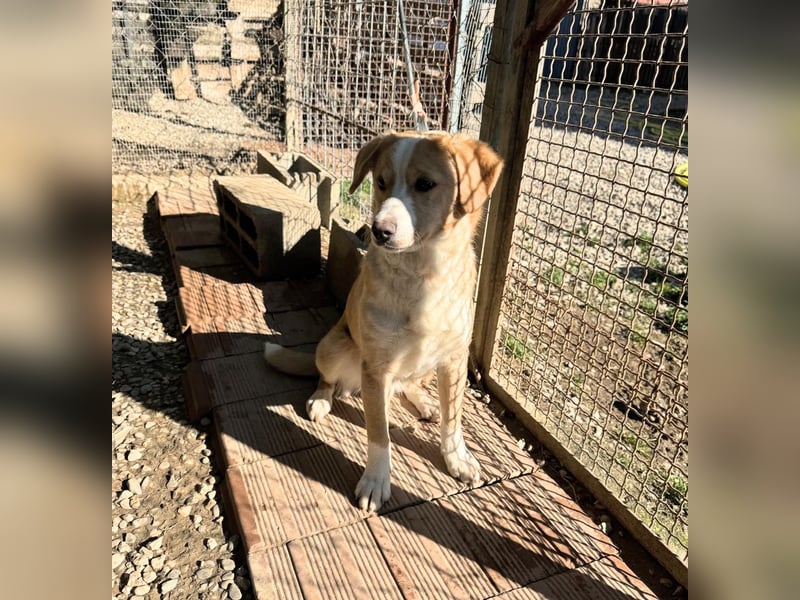 Lion – kleiner Abenteurer sucht liebevolles Zuhause