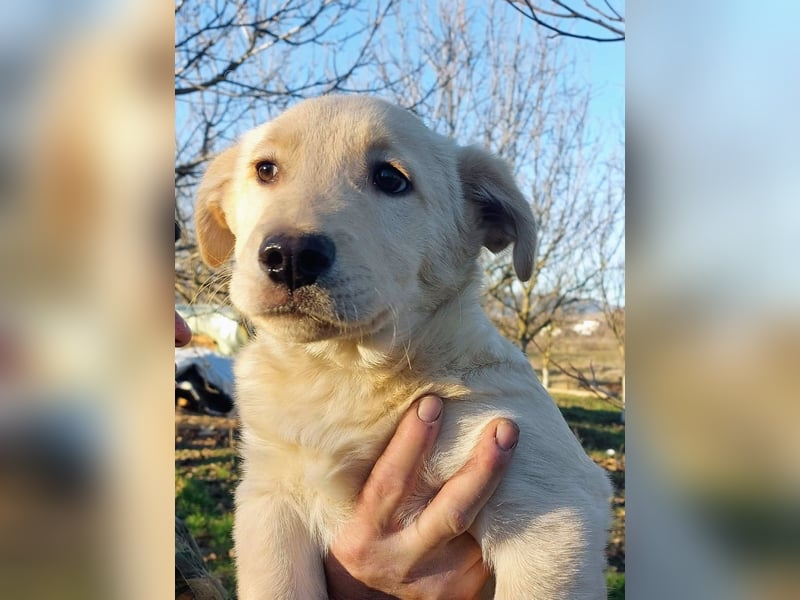 Ralph ist ein echter Schatz!