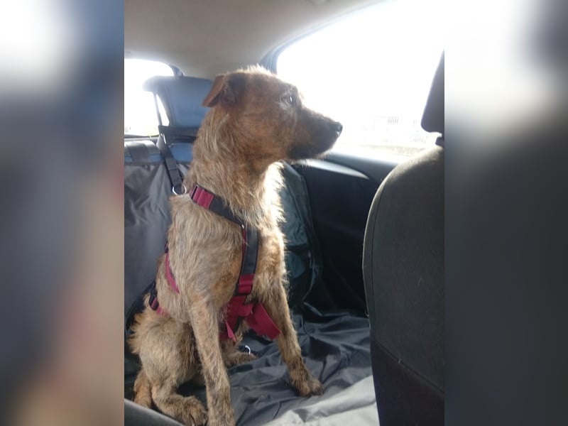 Lucky – verschmuster Herzenshund sucht endlich seine Menschen