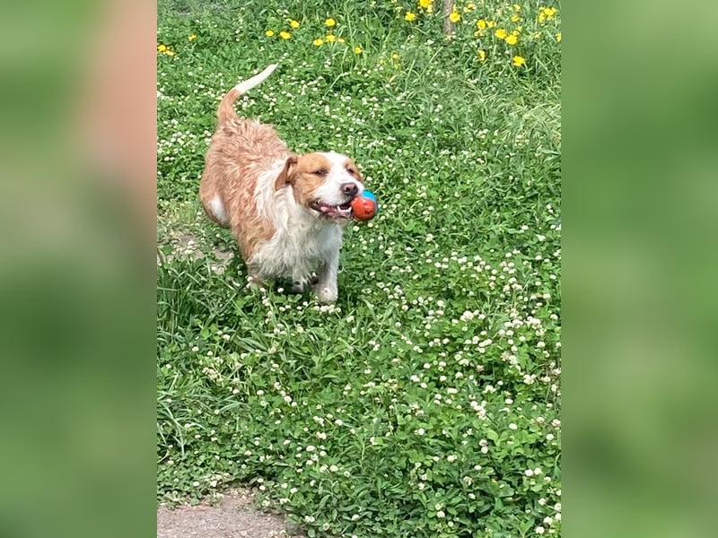 Terrier-Mix Max, ein junger, aktiver Bursche, auf der Suche nach seinen Lieblingsmenschen