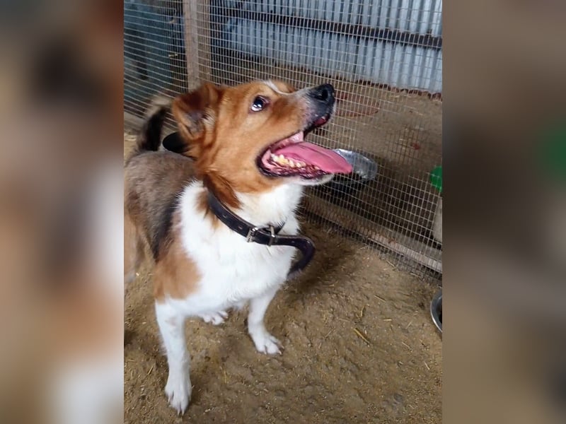 Mirko wünscht sich ein aktives Zuhause