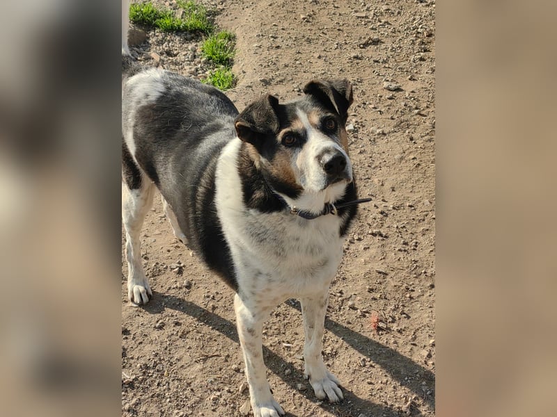 Leo – 10-jähriger Herzenshund sucht ein liebevolles Zuhause für seinen Lebensabend
