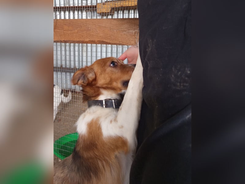 Mirko wünscht sich ein aktives Zuhause