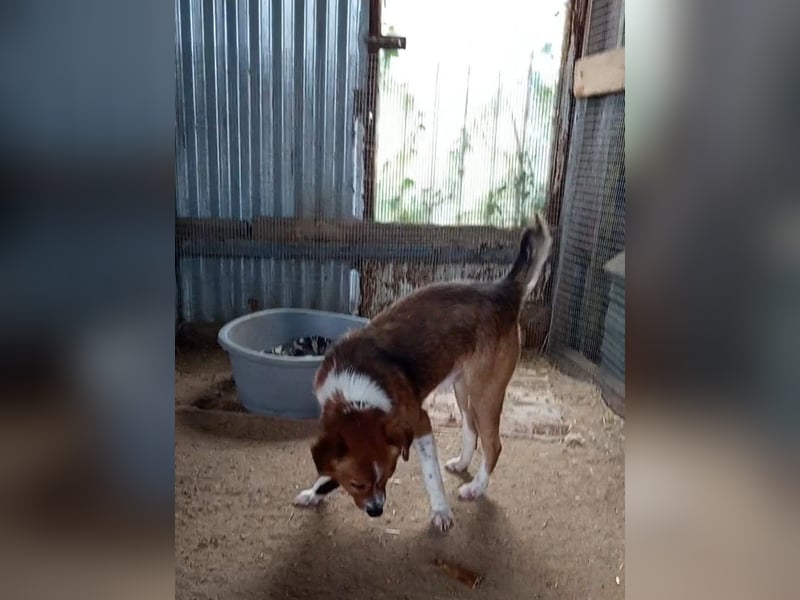 Mirko wünscht sich ein aktives Zuhause