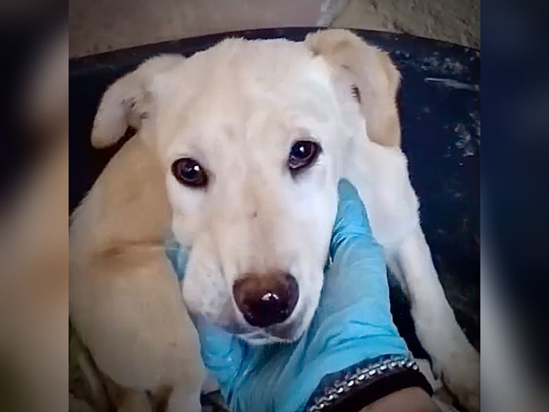 Aurora – vom Straßenrand gerettet. Jetzt ist das sanfte Welpenmädchen bereit für ihr Glück