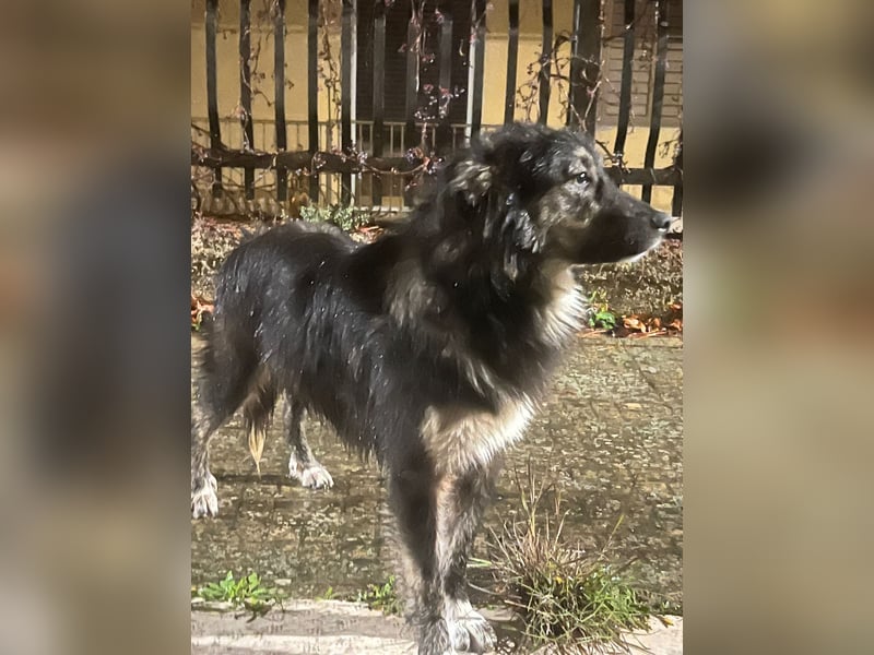 Elly – eine liebevolle Hündin mit Handicap sucht einfühlsame Herzensmenschen