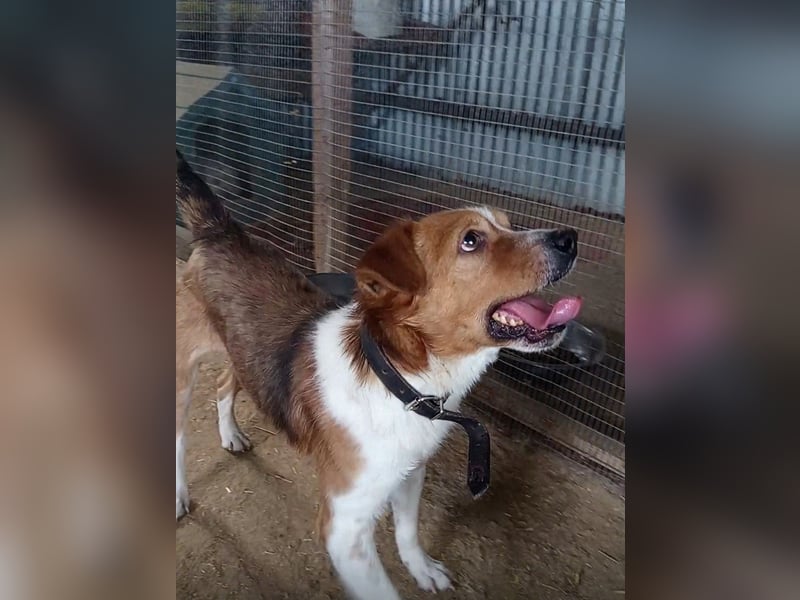 Mirko wünscht sich ein aktives Zuhause