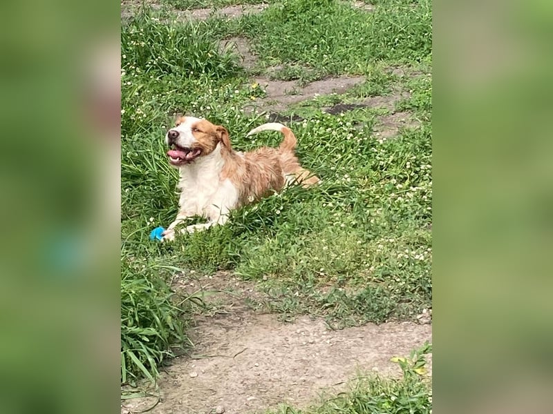 Terrier-Mix Max, ein junger, aktiver Bursche, auf der Suche nach seinen Lieblingsmenschen