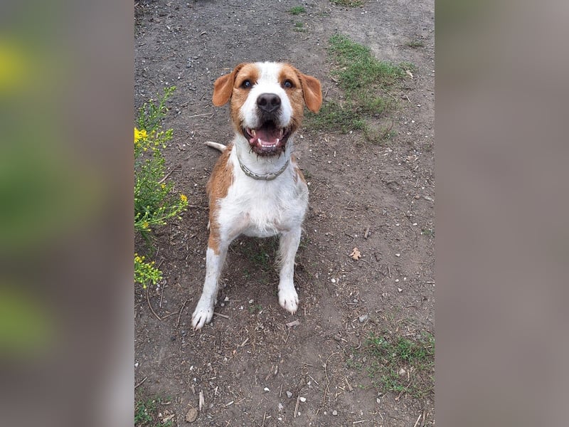 Terrier-Mix Max, ein junger, aktiver Bursche, auf der Suche nach seinen Lieblingsmenschen